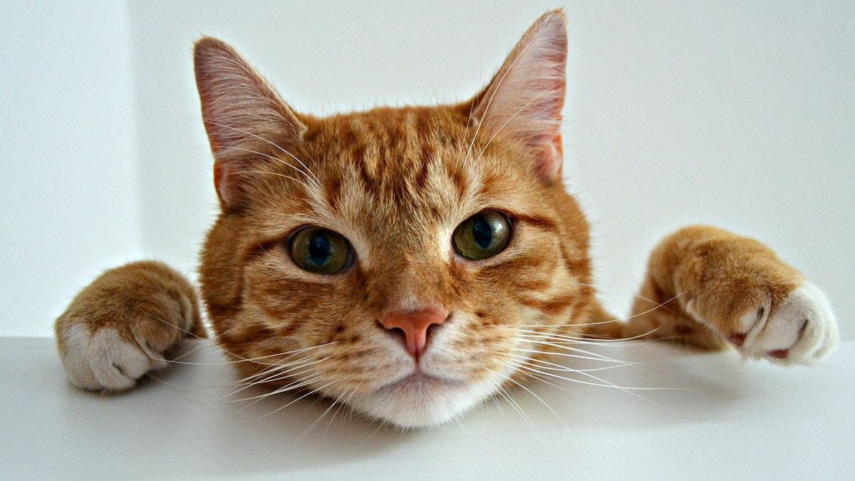 目から映る猫の気分は、最愛のアナブルが幸せであるという兆候をすでに知っていますか?