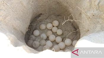 Kembangkan Kawasan Pentasan Telur Penyu Sisik, PT Timah Mendapat Apresiasi dari ALOBI Foundation