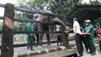 It Turns Out That The COVID-19 Pandemic Has Made A Lot Of Animals In Ragunan Pregnant, How Come?
