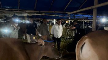 After Being Examined By The KPK, The Minister Of Agriculture Immediately Inspected The Stock Of Sacrificial Animals In Bogor