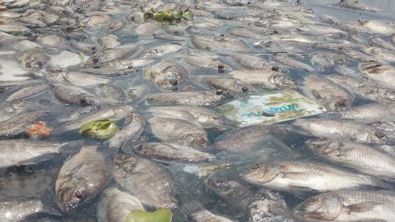 マニンツ湖で15トンの死んだ魚、今刺激的な不快な臭いが表示されます