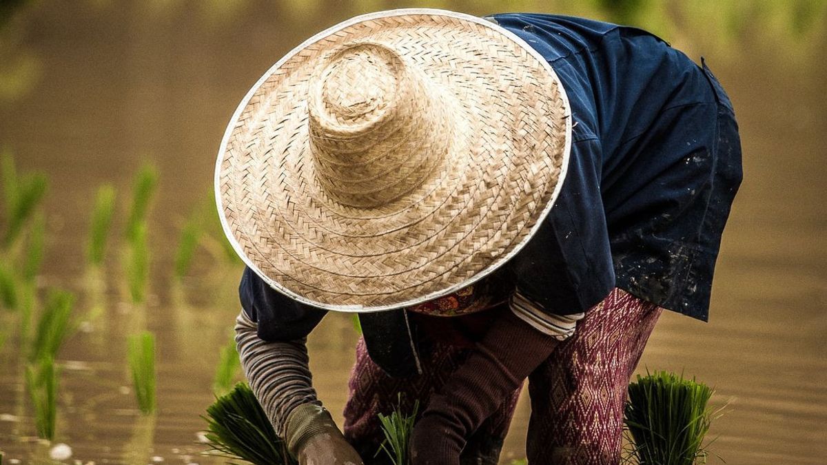 COVID-19 يجعل عمال المزارع يعانون بشكل متزايد