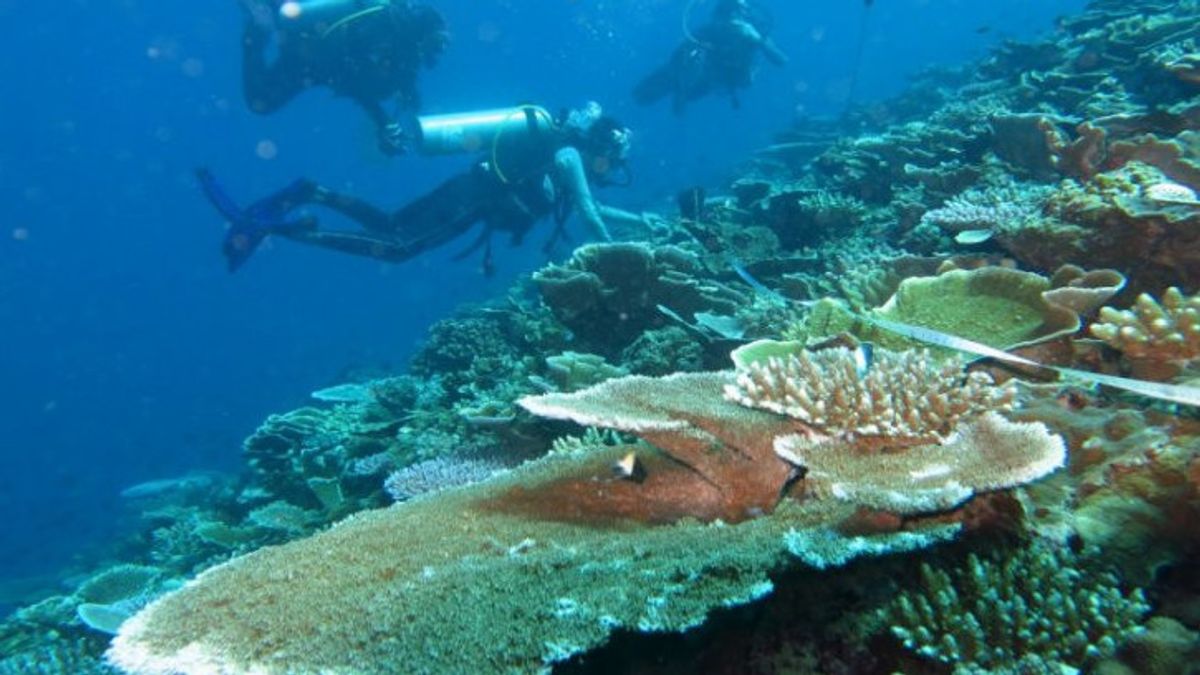 ستقوم حكومة مقاطعة DKI بإعادة تأهيل الشعاب المرجانية في جزر الألف ، وتبلغ الميزانية 2.9 مليار روبية إندونيسية