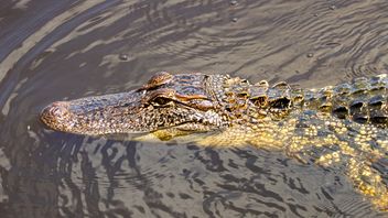 5 Crocodiles Escaped From Cianjur Shelter Arrested, Evacuated To Save Sukabumi Animal