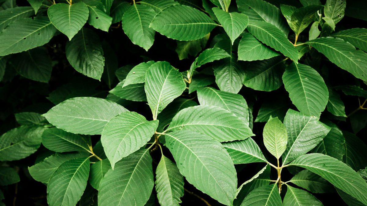 Getting To Know The Benefits Of Jancuk Leaves, Used By The People Of Papua And Maluku