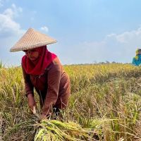Wujudkan Swasembada Pangan, Komisi IV DPR Usul Anggaran Cetak Sawah Untuk Beli Lahan Pertanian Produktif