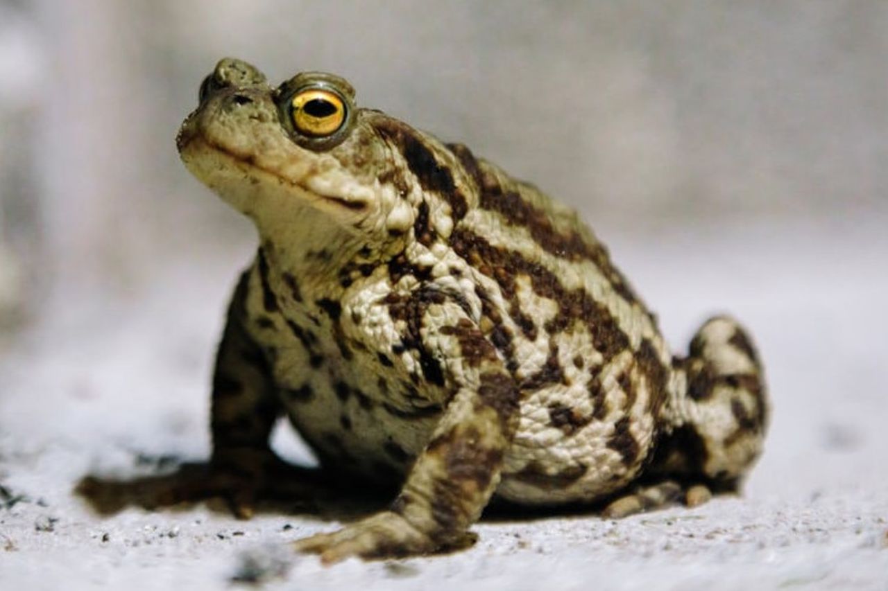 ネバダ州北部に住むカエルは絶滅危惧種のリストに載っています