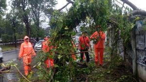 Antisipasi Jatuh Korban Akibat Pohon Tumbang, Pemkot Jaktim Minta Petugas Sudin Tamhut Rutin Pemangkasan