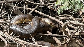 新巨蛇物种发现研究小组同时揭露了对亚马逊雨林的威胁