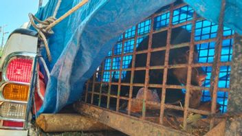 BKSDA : L’état de l’ours piégé dans le jardin sacré de Mukomuko s’améliore
