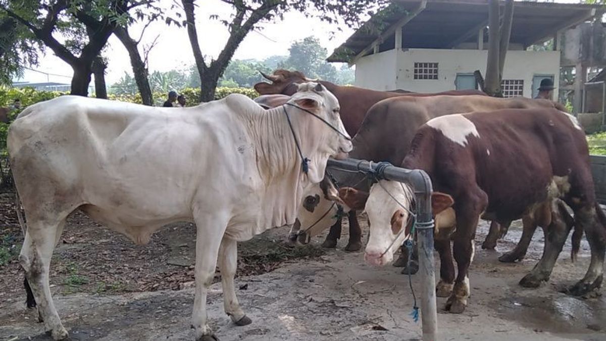 Farmers In Jepara Prohibited From Bringing Livestock From PMK Outbreak Areas