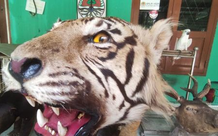 BKSDA Sumsel Sita Harimau Diawetkan