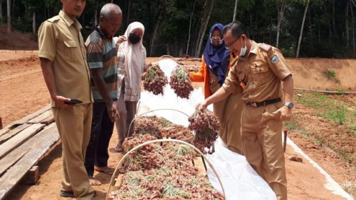 Dinas Pertanian OKU Panen Raya Bawang Merah Targetkan 12 Ton 