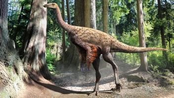 80 Million Year Tail Fossil Reveals Dinosaur Tracks Similar to Camels in Canada