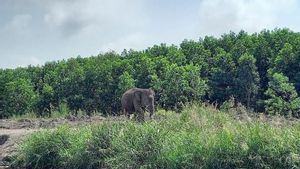 Gajah Liar Dilaporkan Merusak Tanaman Warga di OKU Selatan