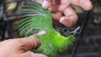 Passengers Of The Green Cucak Bird Smuggling Plane To The Cabinet, The Flight Attendant Was Caught Because Of The Chirping Sound