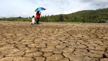 Entering The Peak Of The Dry Season, 7 Districts In NTT Are Predicted To Be Drought