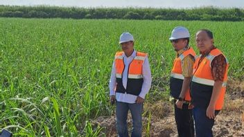 Indonesia Builds An Integrated Sugar Industry In Rawa Land, This Is The Goal