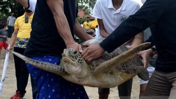 Un Total De 33 Tortues Vertes Résultant De La Lutte Contre Les Efforts De Contrebande Ont Finalement été Relâchées à Kuta Beach Bali