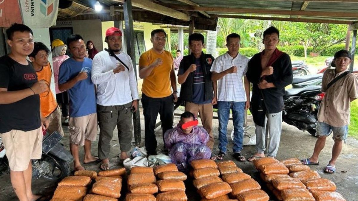 82 Large Packages Of Dried Marijuana Brought By Couriers To West Sumatra Successfully Foiled By Police