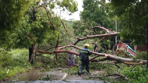 Des intempéries extrêmes dévastent 30 maisons détruites par des dizaines d'arbres