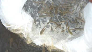 KKP Optimalkan Produksi Benih Ikan Gabus Haruan Sebagai Peluang Usaha Masyarakat di Kalsel