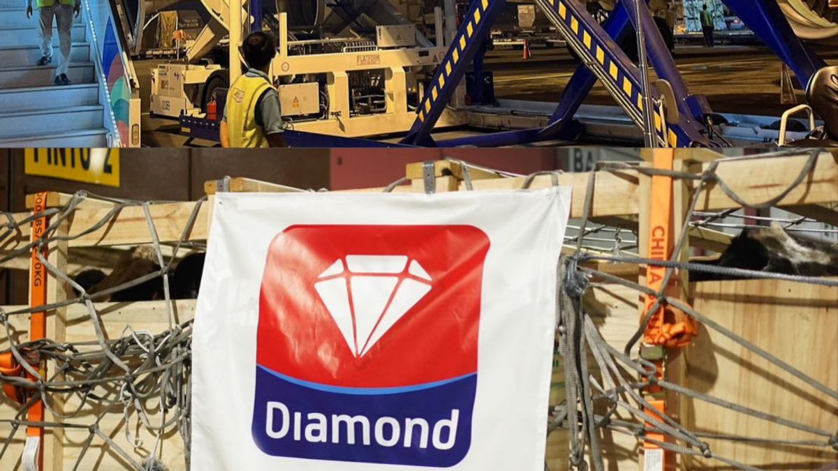 Bringing Dozens Of Dairy Cows, PT Diamond Food Indonesia Realizes Commitment To Increase National Milk Production
