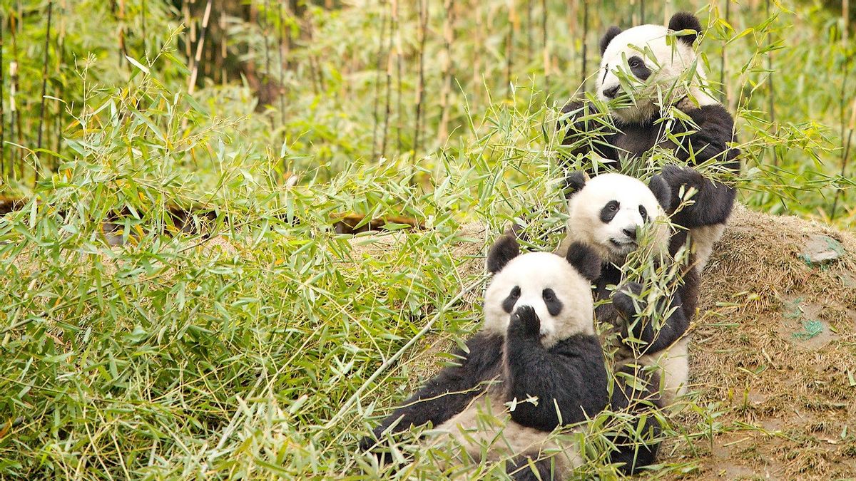Lempar Rokok hingga Meludah, 12 Wisatawan Dilarang Memasuki Penangkaran Panda Seumur Hidup