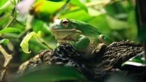 4 Tahap Siklus Hidup Katak: Proses Metamorfosis dari Telur hingga Katak Dewasa