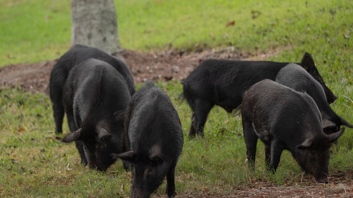 Lebak Residents Attacked By Wild Boar, Bite Wounds In Back
