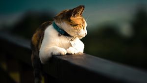5 Kepribadian Kucing Berdasarkan Genetik dan Perkembangannya, Anabul di Rumah Termasuk yang Mana?