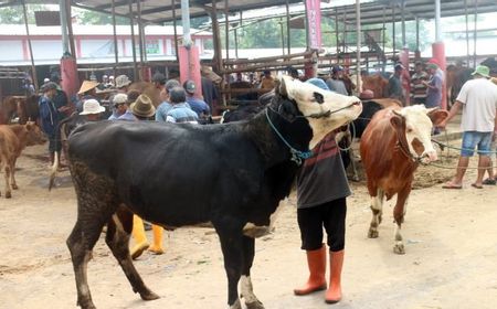 5 Pasar Hewan di Boyolali Masih Ditutup, Bupati: Tunggu Hasil Evaluasi PMK