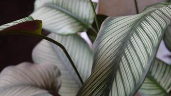 5 Jenis Tanaman Calathea Wajib Punya Untuk Permanis Hunian