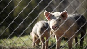 アメリカ、オレゴン州の豚における鳥インフルエンザの最初の症例の検出