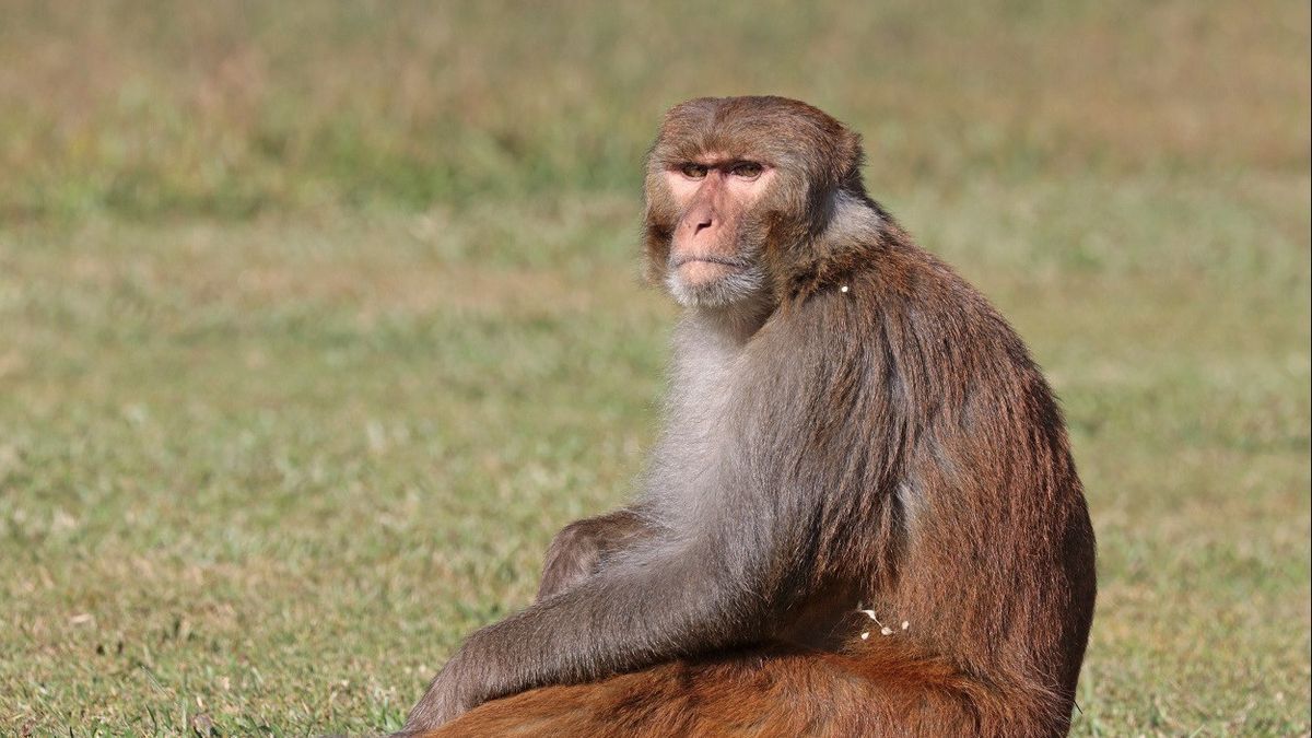Bayi Berusia Empat Bulan Tewas di Tempat Setelah Dilempar oleh Monyet dari Atap Gedung Lantai Tiga 