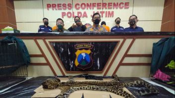 East Java Police Unravel Cases Of Buying And Selling Protected Animals, Safeguarding Javan Langurs And Hornbills