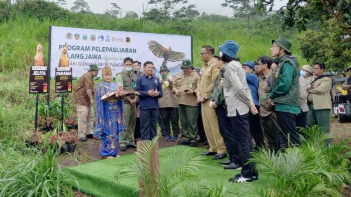 A Pair Of Javanese Eagles - Parama Released At TSI Bogor