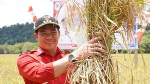Bupati Kapuas Hulu: Mari Bersama Gotong Royong Kembangkan Pertanian