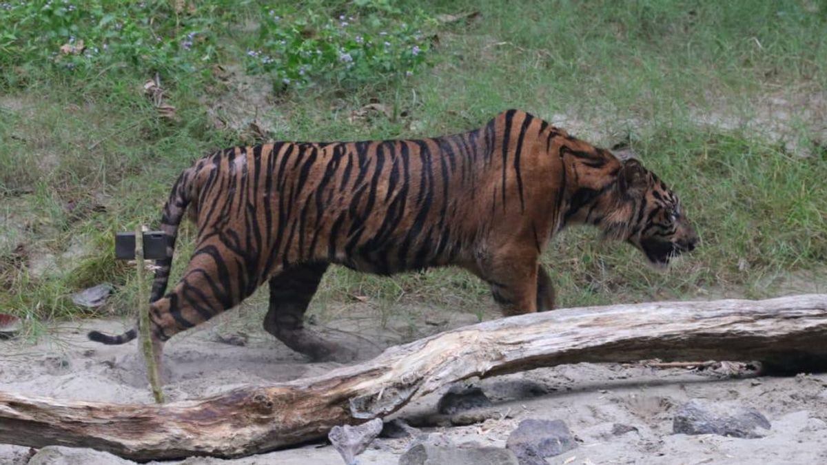 BKSDA Aceh Melepasliarkan Harimau Sumatra Bernama Lhokbe di Taman Nasional Gunung Leuser