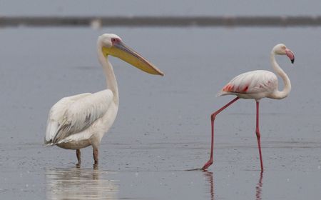 Pembangunan Bandara Baru Albania Dikhawatirkan Ancam Tempat Perlindungan Flamingo di Eropa