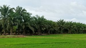 Penajam Paser Utara Berbatasan IKN Susun Draf Raperda Cegah Alih Fungsi Sawah