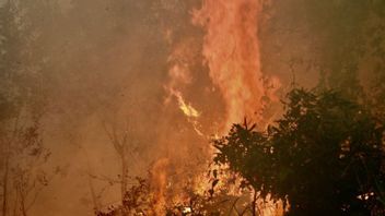 防止热点没有水源,BPBD Kalsel将10,000升罐带入森林和陆地火灾管理