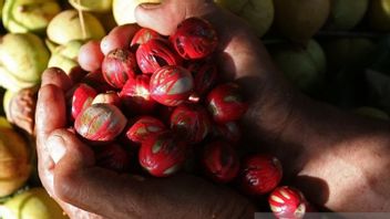 4,906 Hectare Nutmeg Plants In South Aceh Damaged By Disease