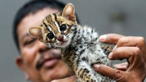   Perdagangan Satwa Dilindungi dari Sumsel, Polisi Amankan Pelaku dan Kucing Hutan di Lampung