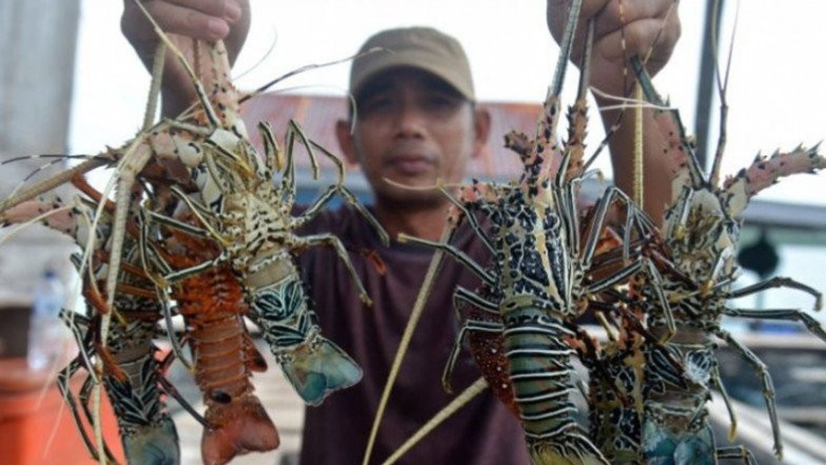 Kadin Supports Lombok To Become A National Lobster Cultivation Center
