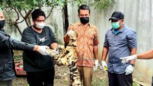 Tim Gabungan Ringkus Penjual Kulit Harimau di Bener Meriah Aceh