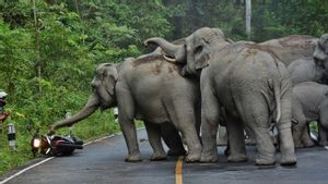 BKSDA Sumsel Translokasi Gajah Liar di OKU Selatan ke Suaka Margasatwa Gunung Raya