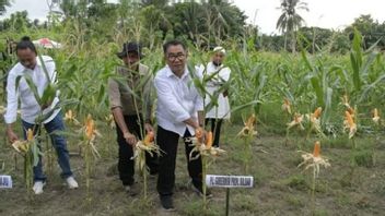 磺巴准备11000公顷学校用地用于玉米开发