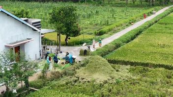 ガンジャールプラノボ灌漑支援により、ケンダルの農民の収穫の質と量が急上昇