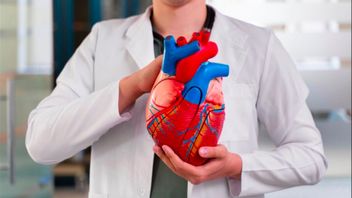 How Many Valves Does the Human Heart Have? What Are Their Functions? Check it out here